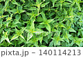 natural green fresh nettle growing naturally . top view 140114213