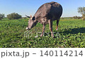 beautiful swiss cow grazing at pasture 140114214