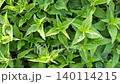natural green fresh nettle growing naturally . top view 140114215