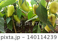 green pepper growing in greenhouse. close up 140114239