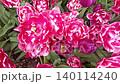 cyclamen color terry tulips blossoming in grden. top view 140114240