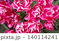 cyclamen color terry tulips blossoming in grden. top view 140114241