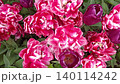 cyclamen color terry tulips blossoming in grden. top view 140114242