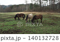 Three Kiso horses grazing in the lush green Kiso horse village. 140132728