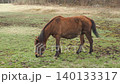 Fresh greenery in Kisouma Village - Kiso horses grazing on pasture 140133317