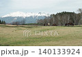 The Kiso horses in the lush green countryside: Kiso horses grazing in the pasture. 140133924