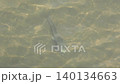 魚 140134663
