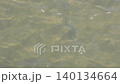 魚 140134664