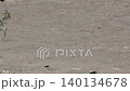 麻雀 140134678