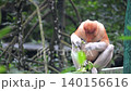 an alpha male proboscis monkey in the wild, sitting and eating at mangrove leaves at Tarakan, Indonesia. Proboscis monkey foraging at mangrove forest. Wild nature stock footage. 140156616
