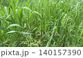 Green grass in the meadow after rain. 140157390