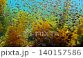 [4K Underwater Footage] A school of fish dynamically flips over against a backdrop of golden Sargassum seaweed. 140157586