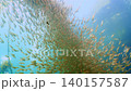 [4K Underwater Footage] A school of black-spotted cardinalfish dances wildly like a river along an underwater rope. 140157587