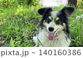 Fluffy-eared derpy dog in the grass. 140160386