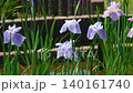 花菖蒲(菖蒲園)水辺の花が風になびく 140161740