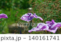 花菖蒲(菖蒲園)水辺の花が風になびく 140161741