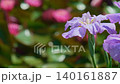 花菖蒲(菖蒲園)菖蒲と睡蓮に強い風が吹く 140161887