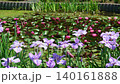 花菖蒲(菖蒲園)菖蒲と睡蓮に強い風が吹く 140161888