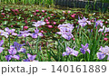 花菖蒲(菖蒲園)菖蒲と睡蓮に強い風が吹く 140161889