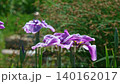 花菖蒲(菖蒲園)水辺の花が強風に揺れる 140162017