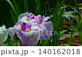 花菖蒲(菖蒲園)水辺の花が風になびく 140162018