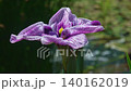 花菖蒲(菖蒲園)水辺の花が強風に揺れる 140162019