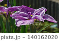 花菖蒲(菖蒲園)水辺の花が強風に揺れる 140162020