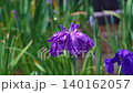 花菖蒲(菖蒲園)静かな菖蒲 140162057