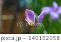 花菖蒲(菖蒲園)静かな菖蒲 140162058