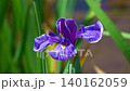 花菖蒲(菖蒲園)静かな菖蒲 140162059
