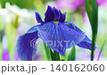 花菖蒲(菖蒲園)静かな菖蒲 140162060