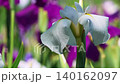花菖蒲(菖蒲園)白い菖蒲 140162097