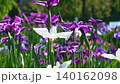 花菖蒲(菖蒲園)白い菖蒲 140162098