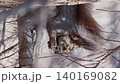 A wild animal, an Ezo squirrel, eating a walnut. 140169082