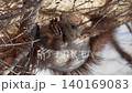 Wild Ezo squirrels in Hokkaido 140169083