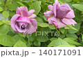 Delicate pink roses. 140171091