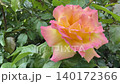 Rose flower pink and yellow petals. 140172366