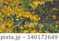 Vibrant yellow acacia flowers with green leaves creating a nature background video 140172649