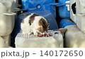 Cat eating food on rooftop with blue plastic barrels in background video 140172650
