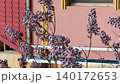 Blossoming jacaranda tree branches in front of colorful building wall, suitable as background video 140172653