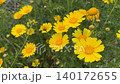 Yellow daisies in garden setting with soft focus background video 140172655