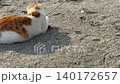 Cat playing on sandy beach with rope toy, casting shadow on gritty surface background video 140172657