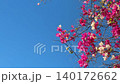 Bougainvillea branches with vibrant pink flowers against clear blue sky, bright nature background video 140172662