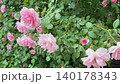 A beautiful pink rose bush.  140178343