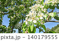 Blooming White Flowers Against a Bright Blue Sky: A Close-Up View of a Flourishing Tree in Full Blossom Captured in Two Frames 140179555
