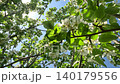 A Lush Canopy of Vibrant Green Leaves and Blooming White Flowers Under Bright Blue Skies: A Serene View Through the Trees 140179556