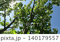 A Serene View Through Lush Green Leaves and Blossoms, Capturing the Beauty of Nature Under a Bright Sunlit Sky 140179557