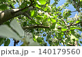 A Vibrant View of Blossoming Trees Under a Clear Sky: Nature's Beauty Captured in Lush Green Leaves and Delicate White Flowers 140179560