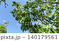 An Upward Perspective on Blossoming Trees Under a Clear Blue Sky, Capturing the Beauty of Nature with Bright Green Leaves and Delicate White Flowers 140179561