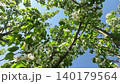 A Tranquil Canopy of Blooming Trees Under a Bright Sky: Nature's Serenity Captured in Two Frames 140179564